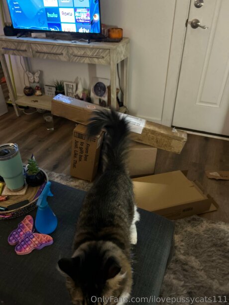 Ilovepussycats111 model pornographic pics