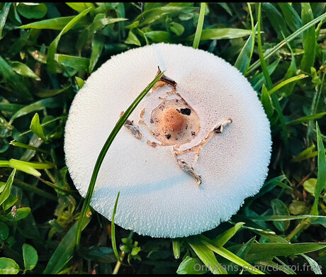 chubby redhead onlyfans pornographic picture