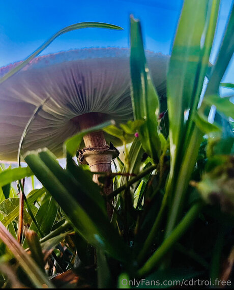 Cdrtroi Free pornstar nude gallery