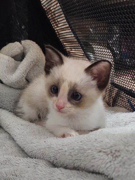 Bumblebieve pornstar erotic img