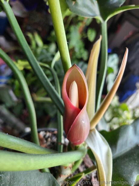 Stephanienlgeorge star erotic picture