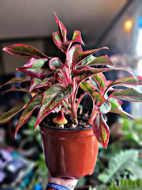 Stephanienlgeorge star free galleries