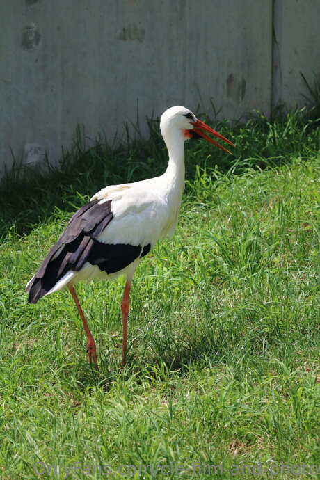 Cle Film And Photo pornographic actress images