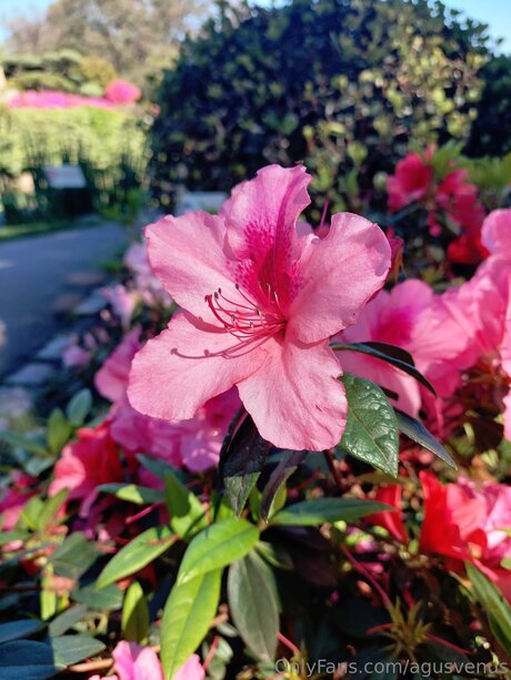 Agusvenus sex pornstar images