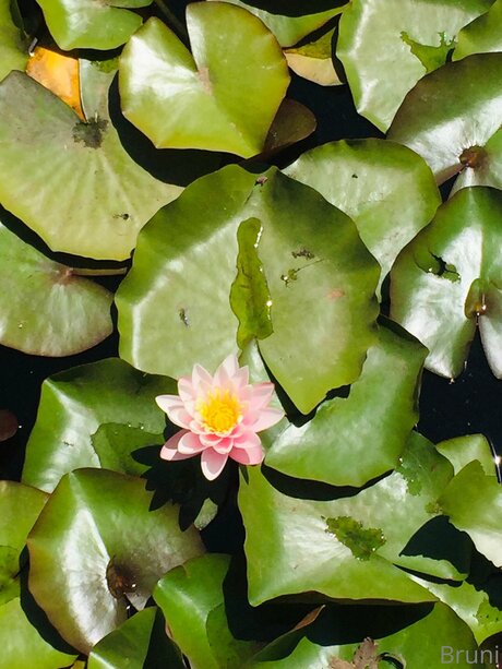 Brunabyers pornographic star img