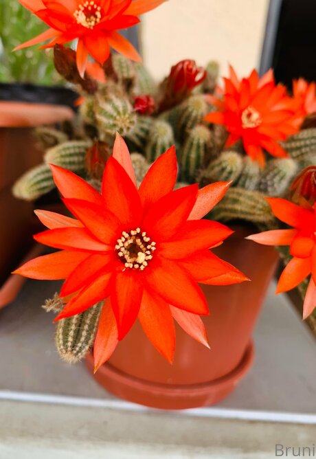 gym shorts onlyfans nudes picture