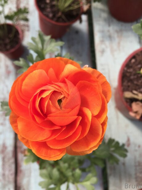 Brunabyers star top photos