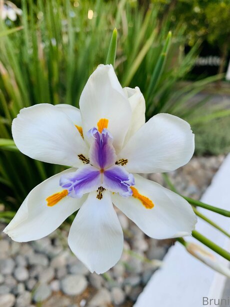 Brunabyers star free photos