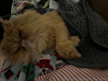 Jayce Houseofm pornstar free image