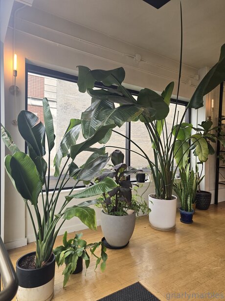 Gnarlymarbles nude pornstar gallery