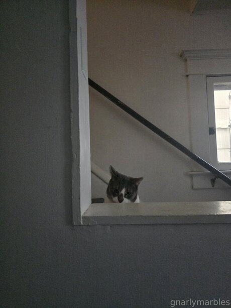 Gnarlymarbles Quick model image