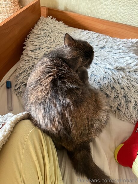 Catinhat7 pornstar free img