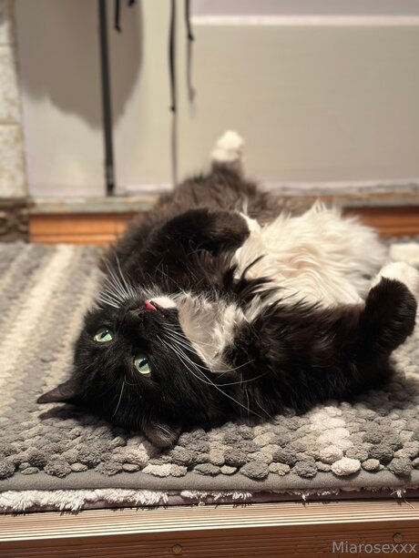 Miarosexxx pornographic star galleries