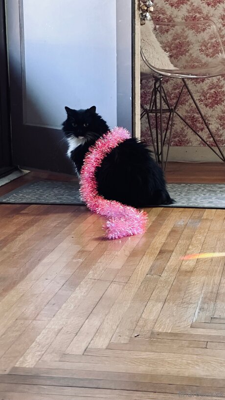 Miarosexxx star free pics