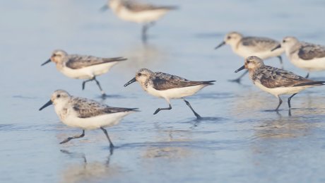 Gobirdsbabe model pretty photos