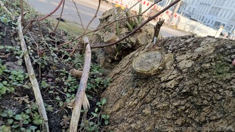 Alexbitchcraft4free star hd pic