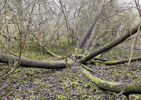 houseofrae model archive