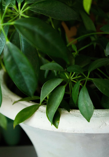 lucylarue star art photo