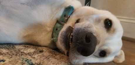 Lacigreen2020 model pornographic picture