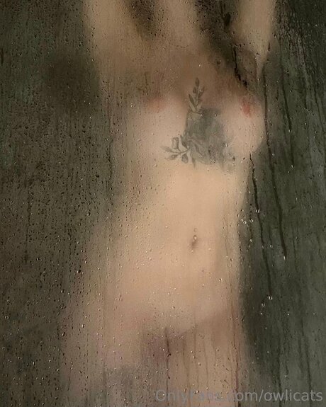 Owlicats best model img