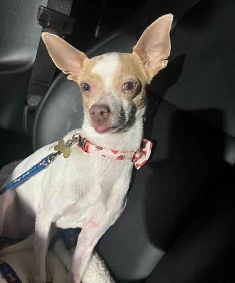 Suki Jade top star pic