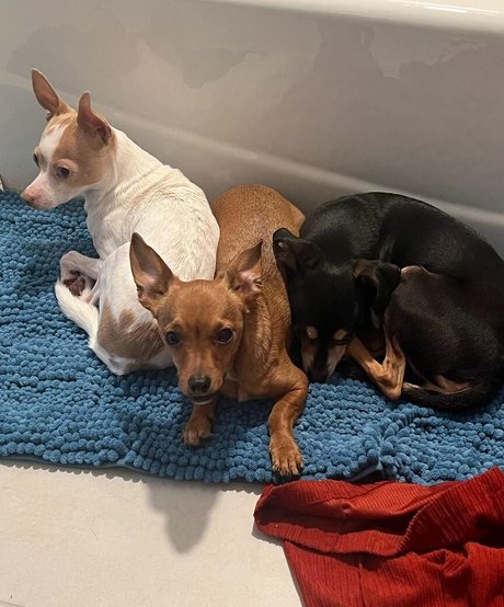 Suki Jade top pornstar pictures