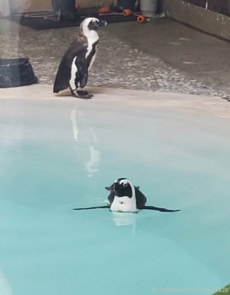 sonjahaze porn model pictures