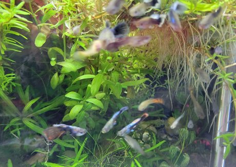 sonjahaze naked model images