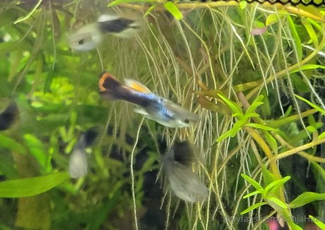 sonjahaze nice model galleries