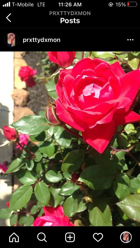 Prxtty star nice photos