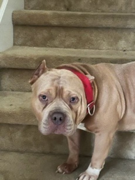 moochann model exclusive images