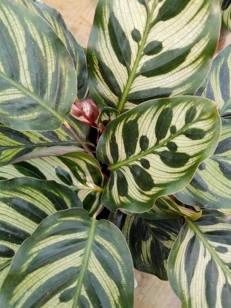 annie_ pornstar xxx galleries