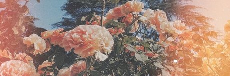 Nicole Fox beautiful model image