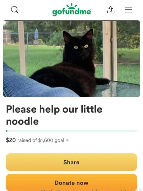 deviouslilwolf Profile pic