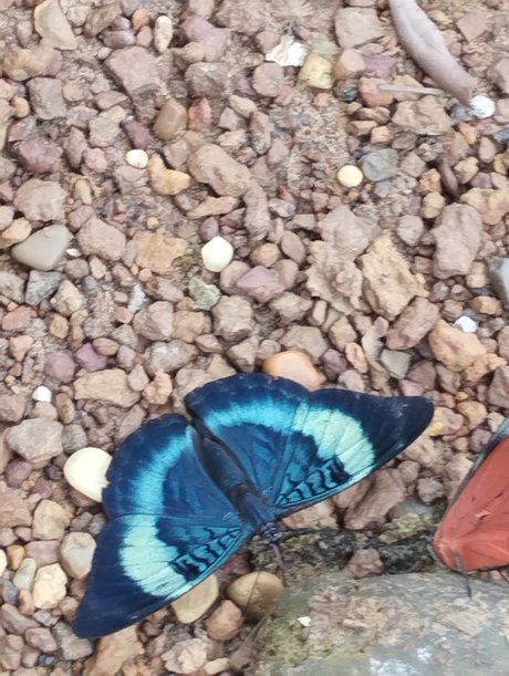 Niyin model xxx galleries