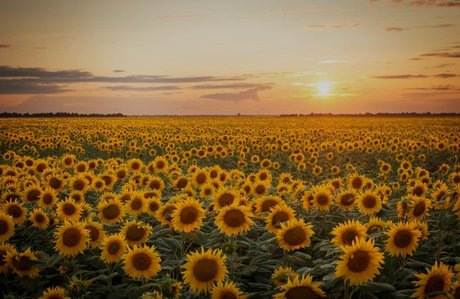 Patty adult star pics