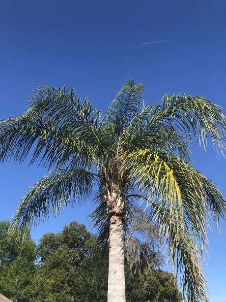 Pink Pocket star best photo