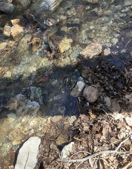 Queen of Curves star top pic