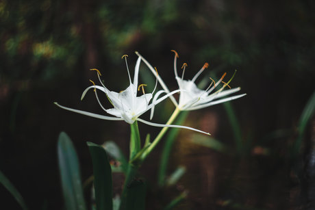 Robin Essosi pornstar erotic gallery