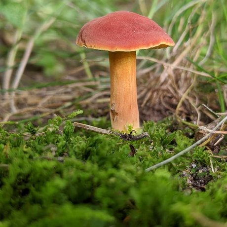 Masturchiefing best model images