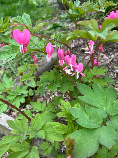 Blonde Hippy Chick naked actress gallery