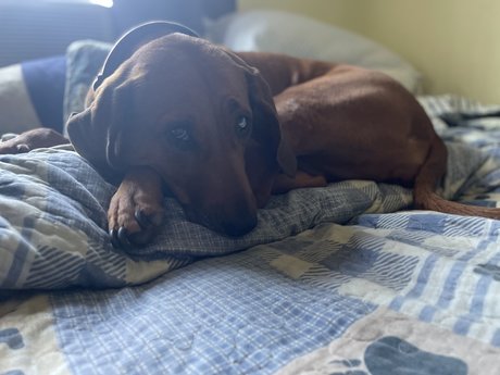 Hank Christy free pornstar pics