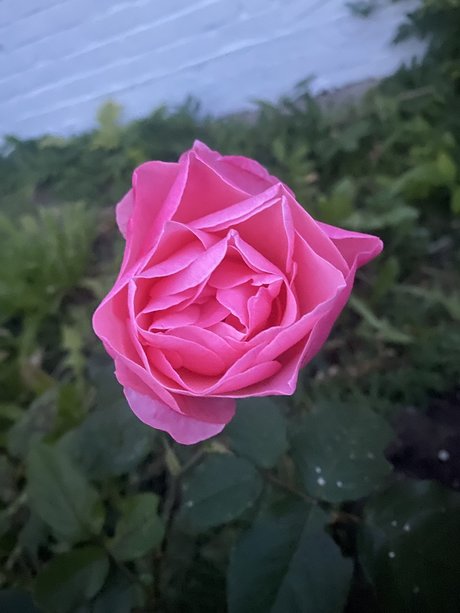 Gardeningtips nudes star archive