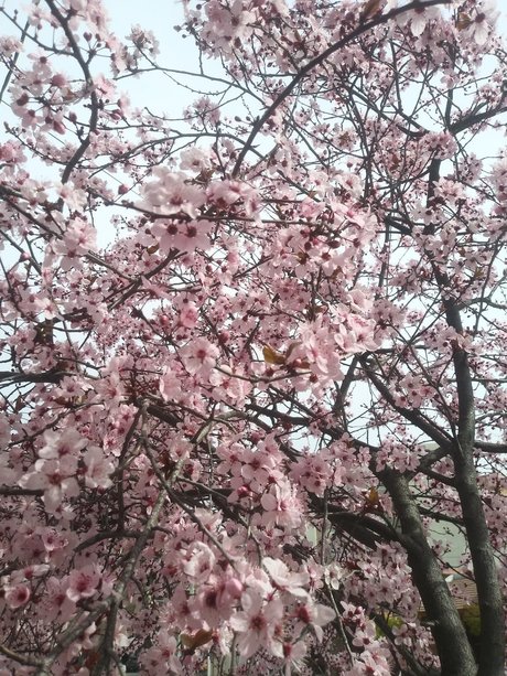 Mer Castro top star images