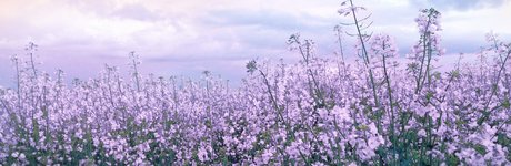 mimichuu pornographic actress pic