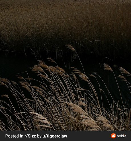 Bella Grey perfect star img