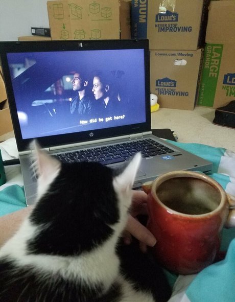 sqregina pornstar xxx picture