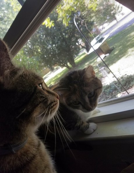 sqregina star erotic img