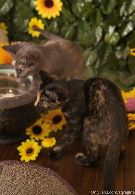 sqregina pornstar naked picture