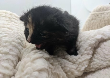 sqregina hot star img